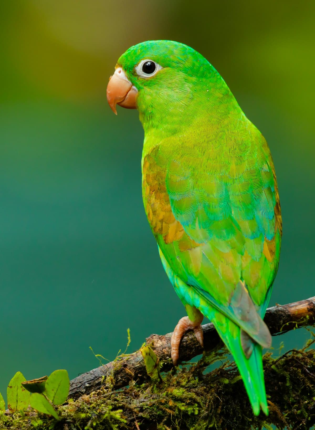 Periquito verde en una rama