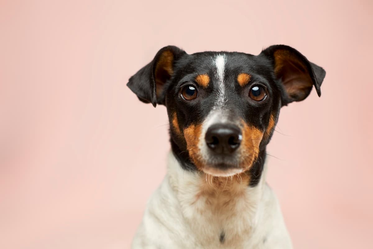 Perro Jack Russell sobre fondo rosa