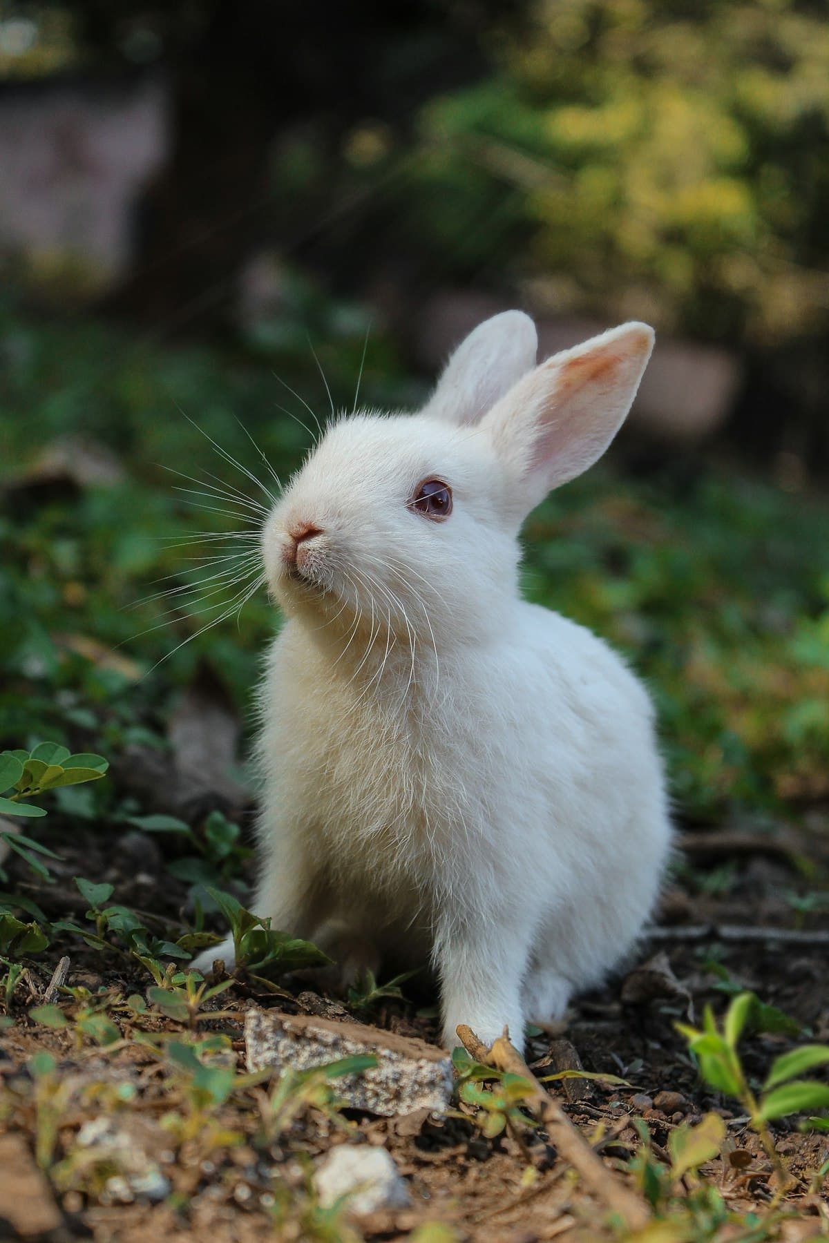 Conejo blanco en el jardín